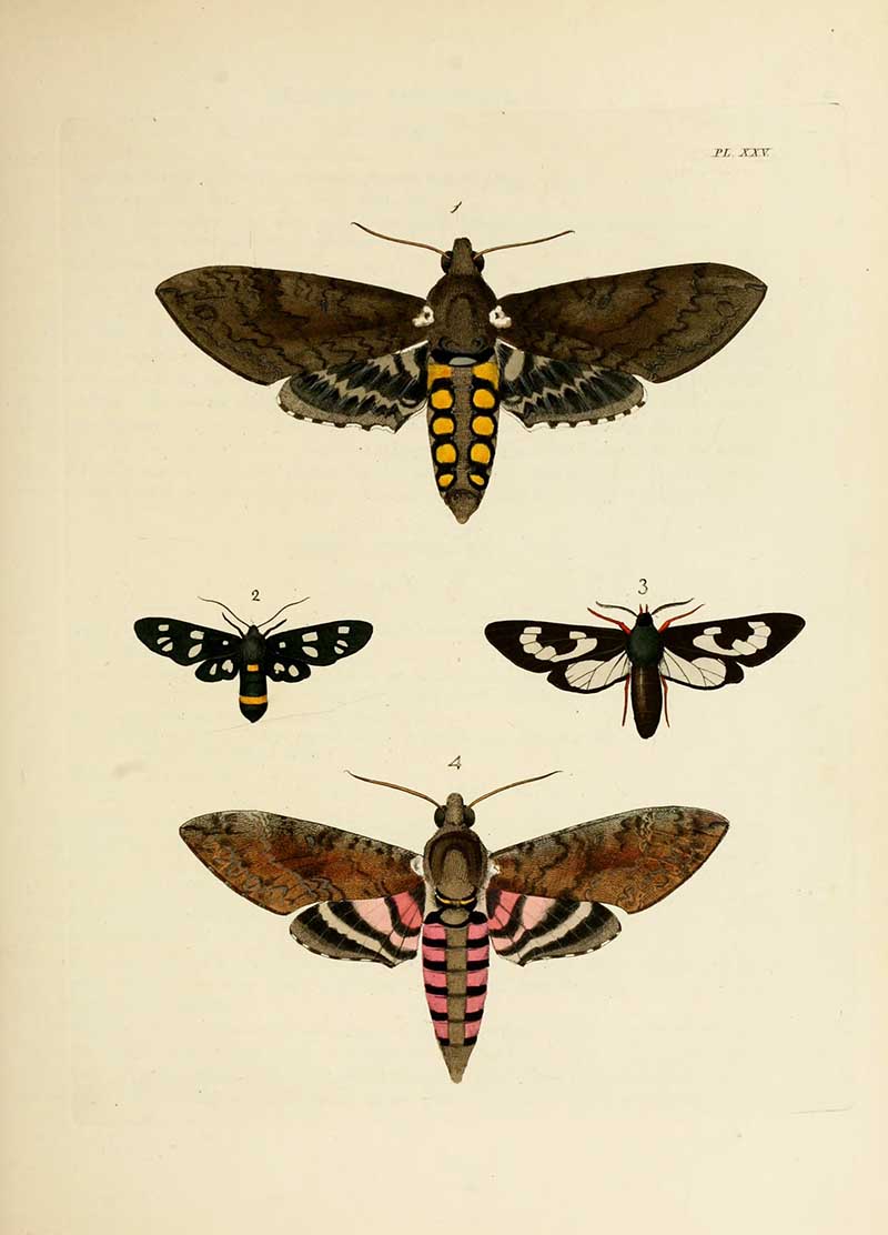 Dru Drury exotic entomology moths print