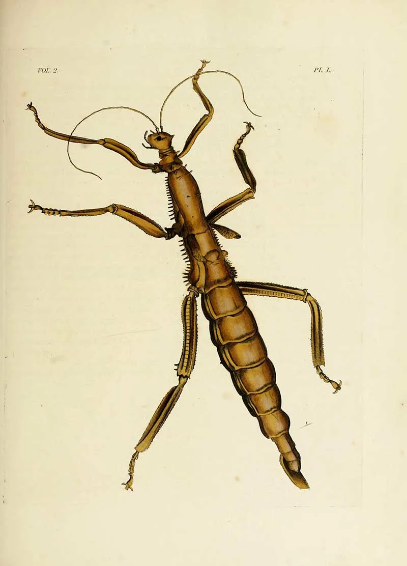 Dr Drury Stick Insect illustration