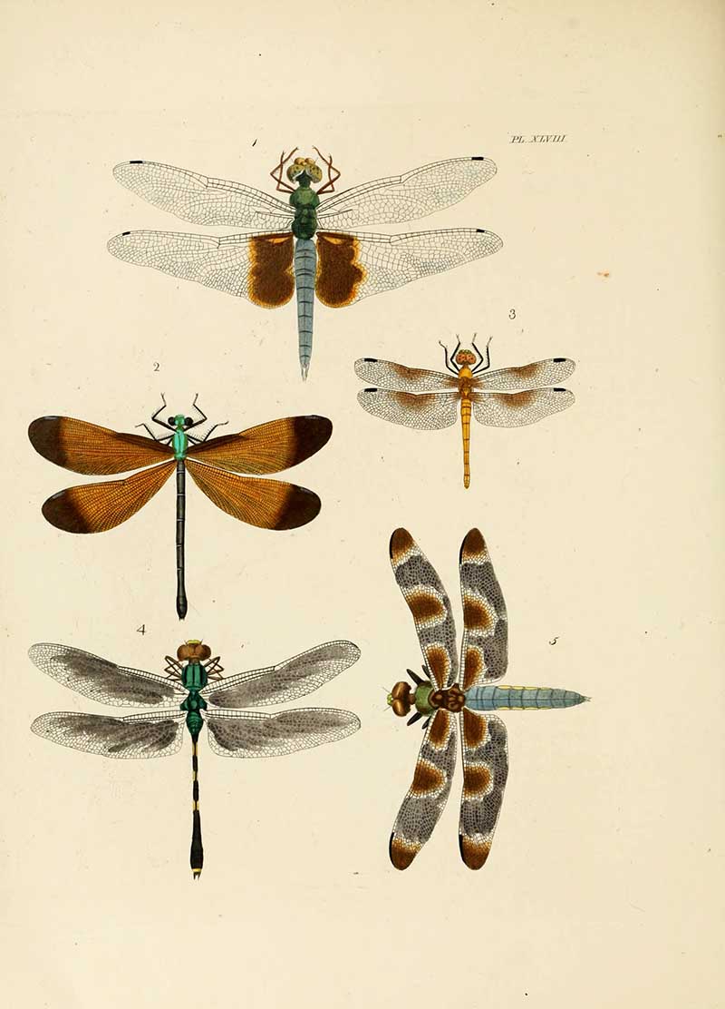 Dru Drury exotic entomology prints dragonflies