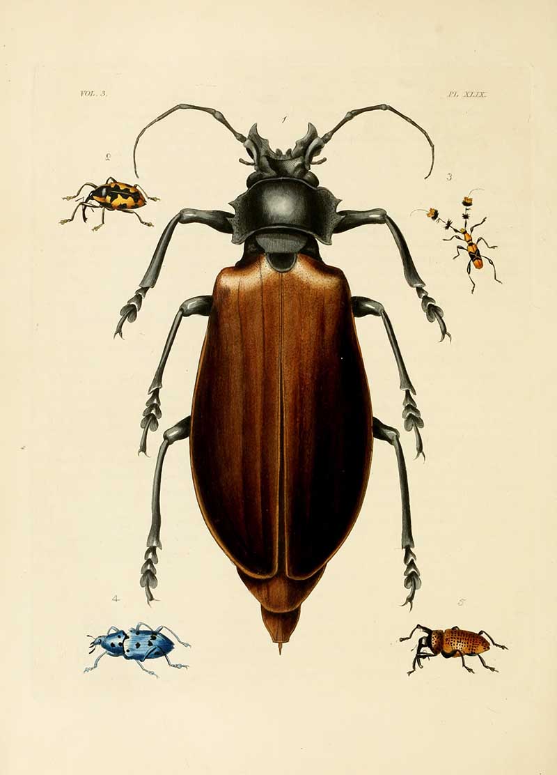 Dru Drur Titan Beetle