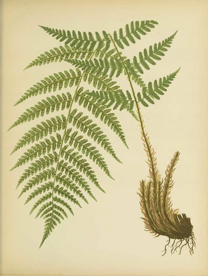 Vintage watercolour painting of Evergreen wood fern Daniel Cady Eaton