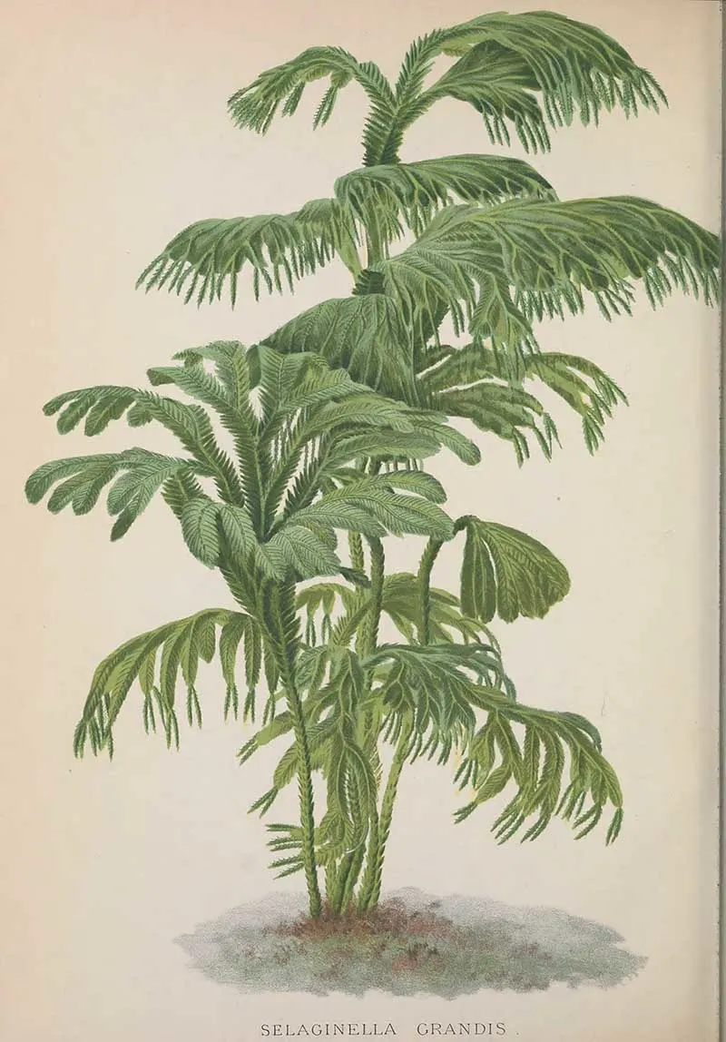 giant spikemoss vitnage fern illustrations