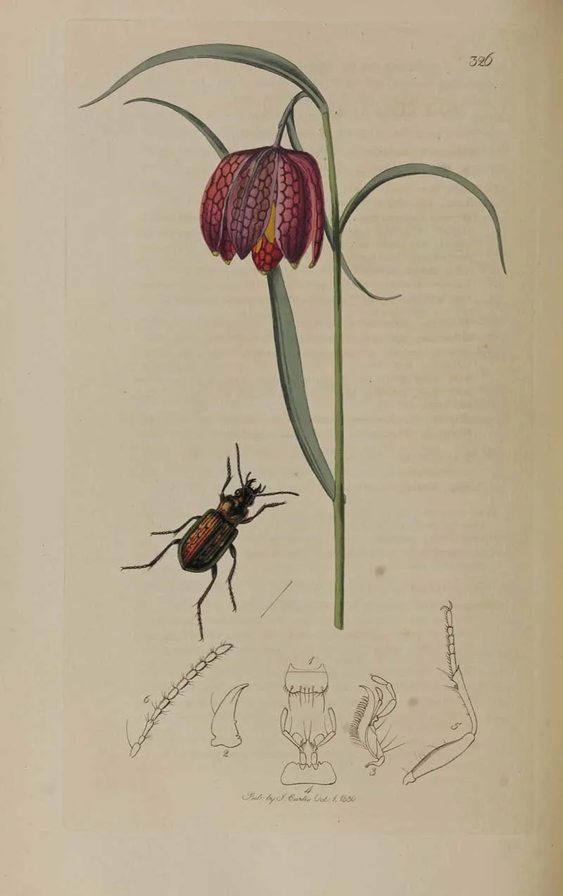 Blethisa multipunctata (ground beetle) and snake's head flower