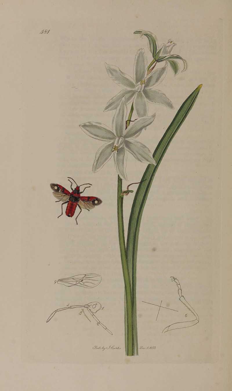 John Curtis black and red bug with white flowers