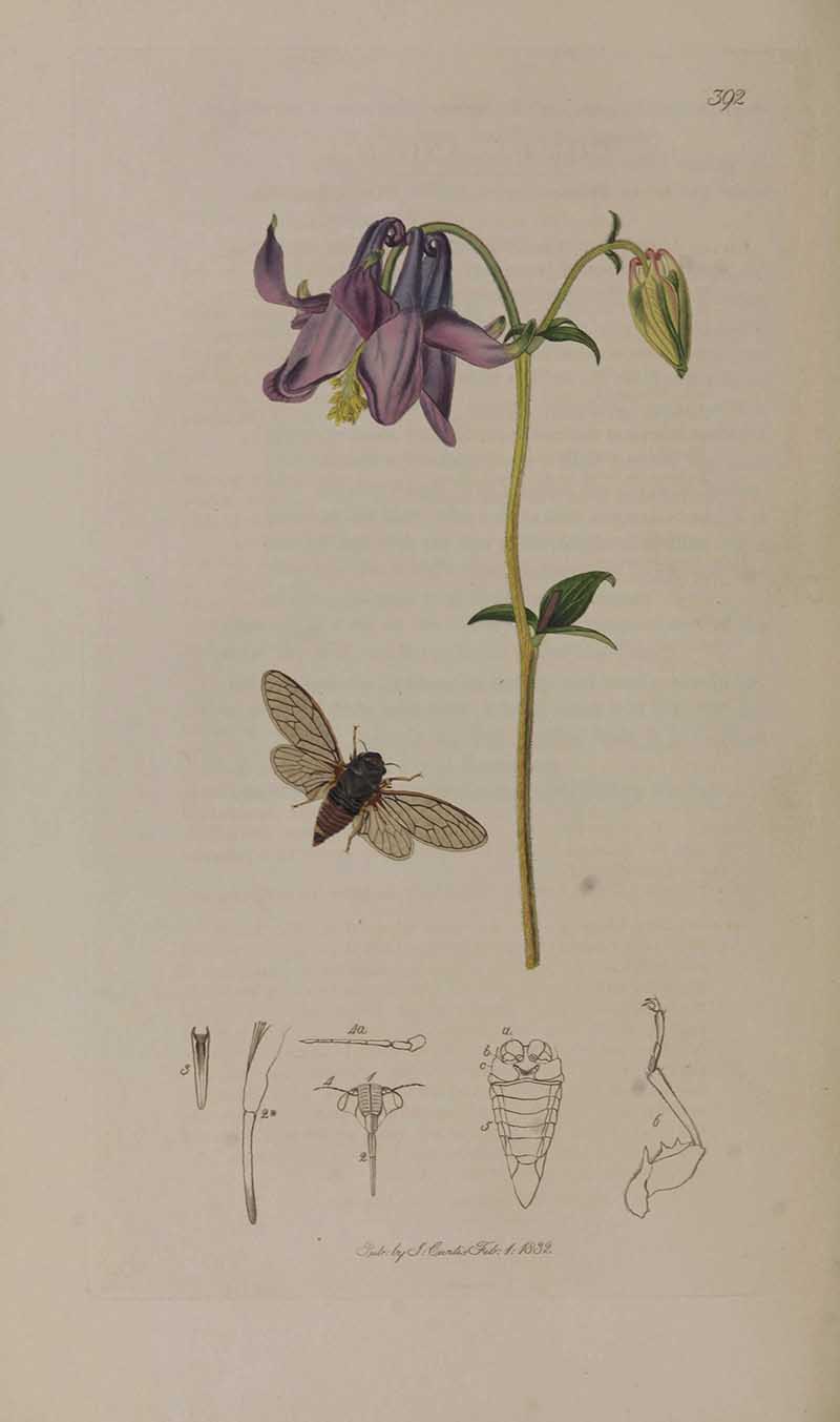 Cicada insect illustration with common columbine