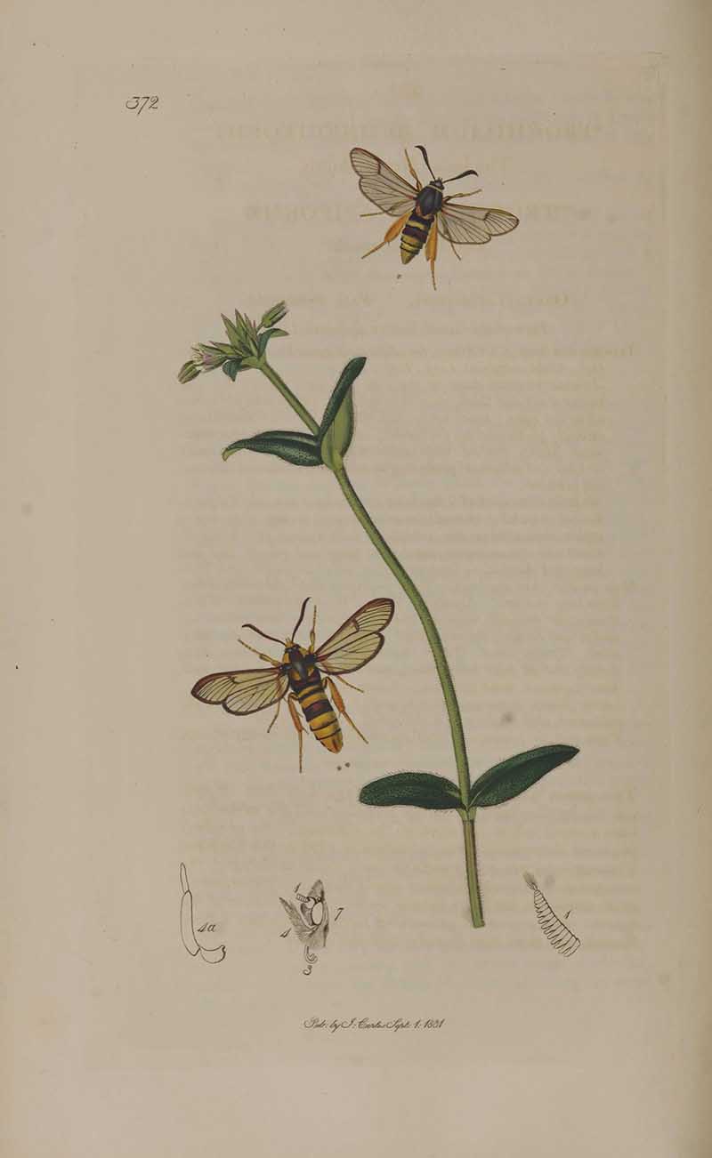 John Curtis Hornet Moth