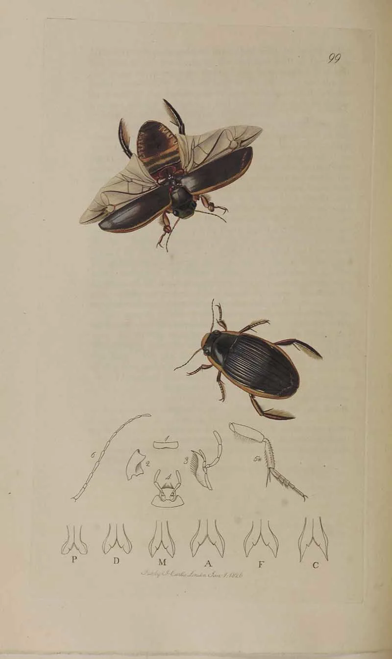 King diving beetles entomology print John Curtis