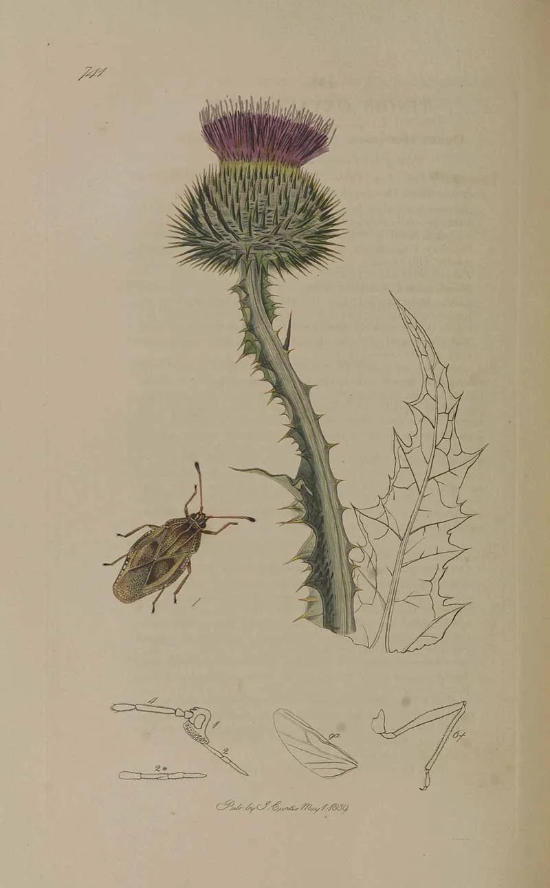 Lace bug and thistle insect illustration John Curtis