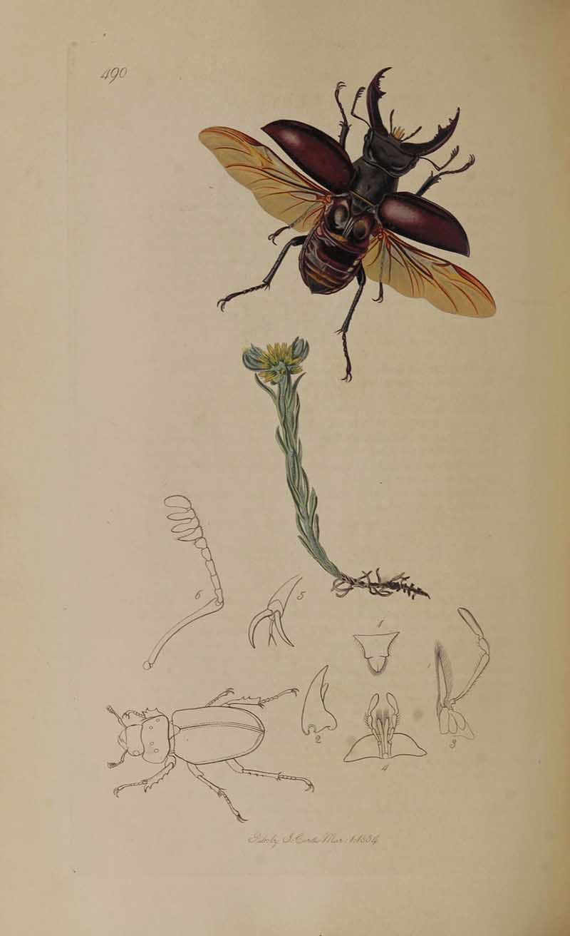 Vintage illustration stag beetle