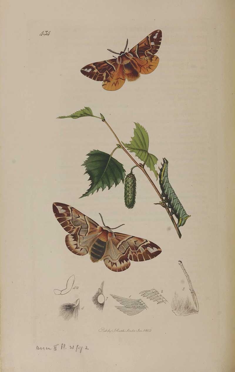Vintage entomology prints the glory of kent moth