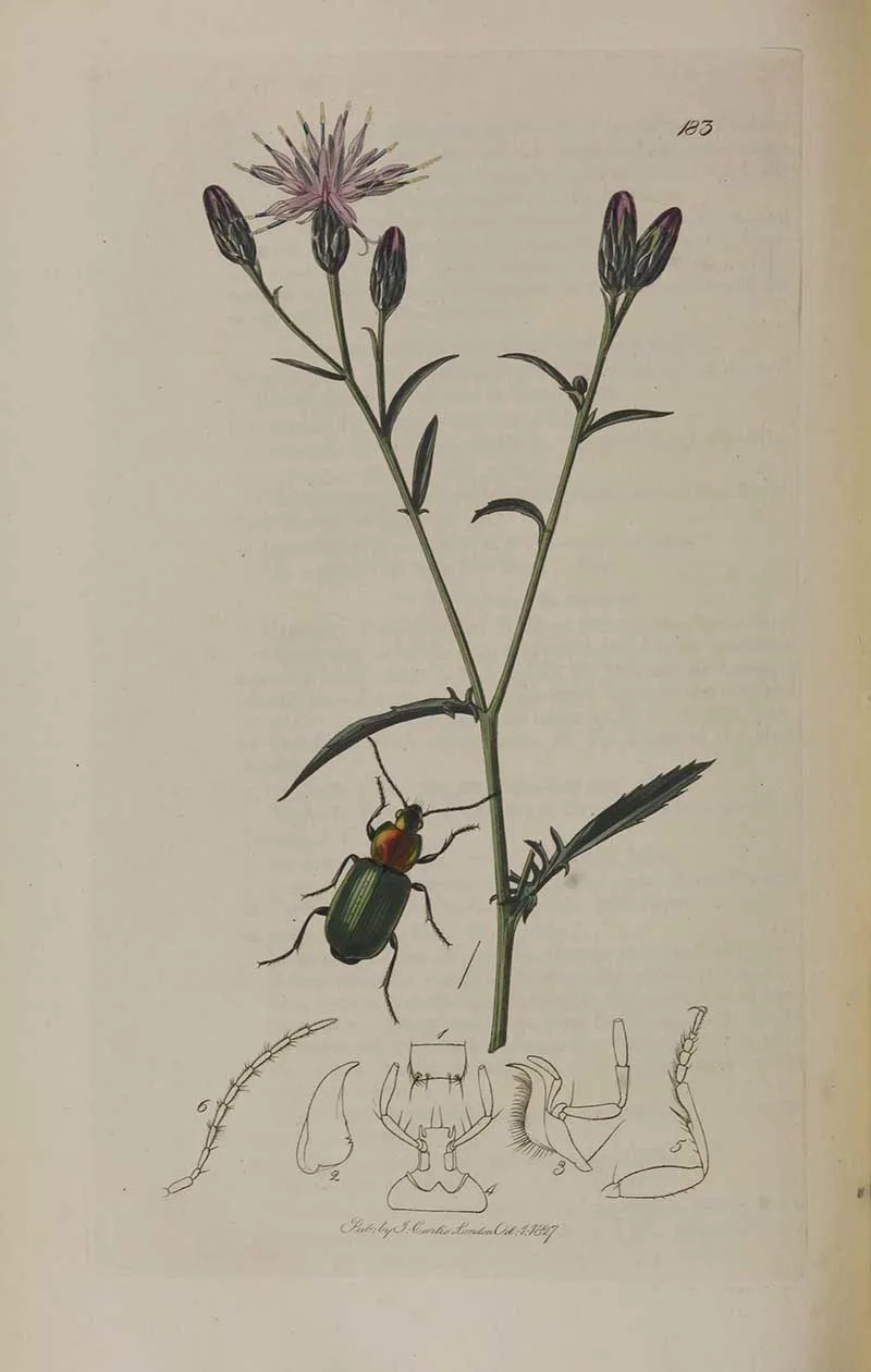 Vintage entomology print of beetle and wildflower