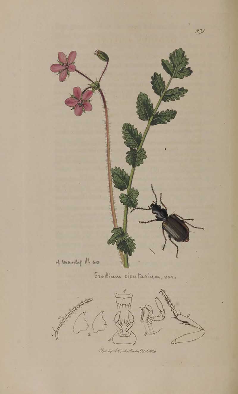 John Curtis vintage entomology print of ground beetle and hemlock
