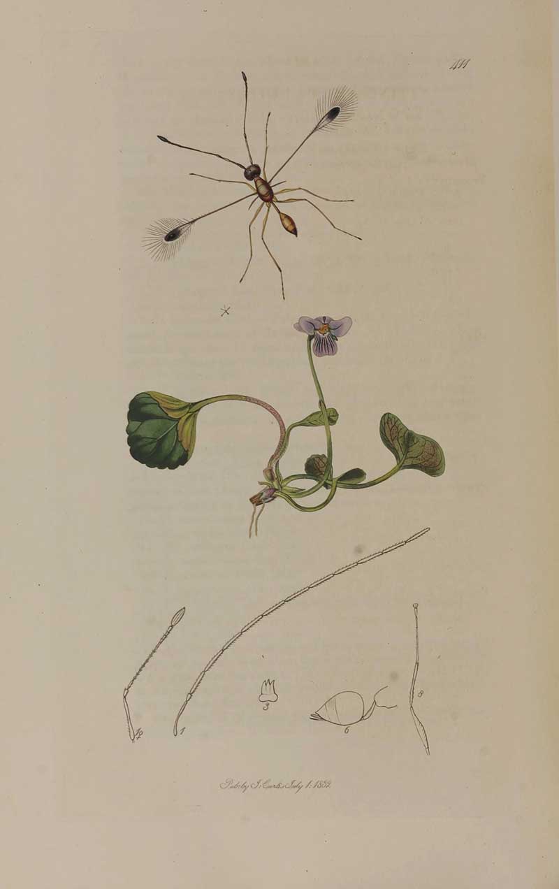 John Curtis vintage entomology illustration of fairyfly and marsh violet