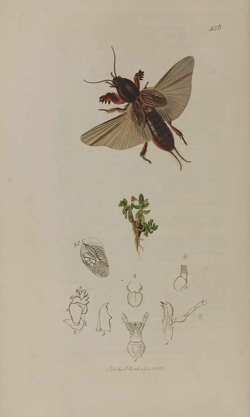 The mole cricket John Curtis Vintage entomology prints