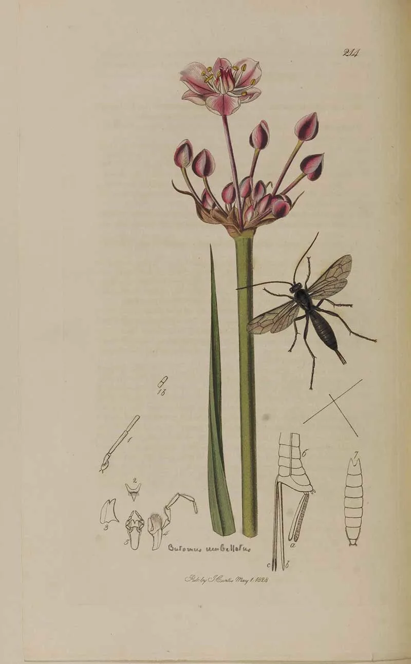 John Curtis wasp and flower 