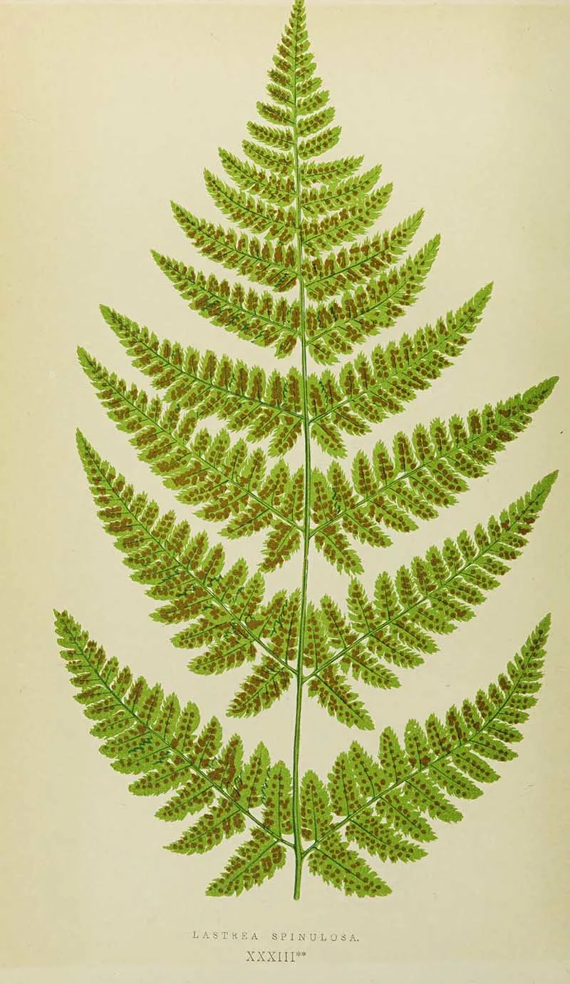 Spiny buckler fern