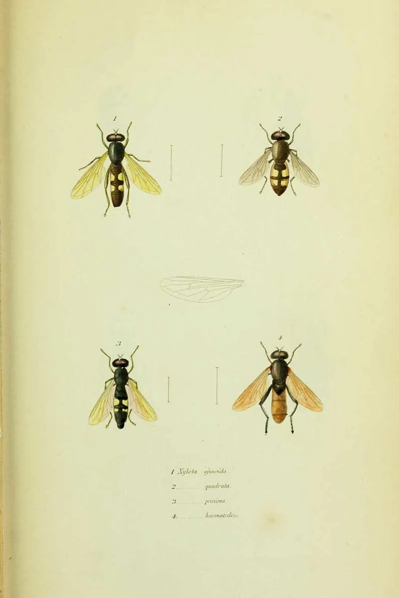 Thomas Say Entomology Illustrations hoverflies