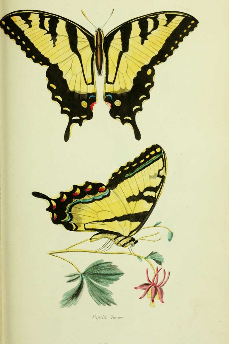 Thomas Say Swallowtail butterfly