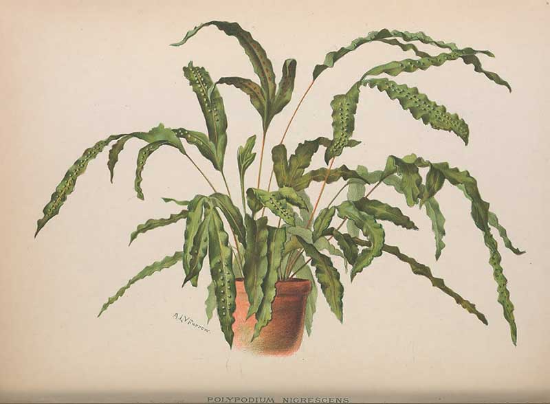 Blackfood polypodium Schnieder vintage fern print
