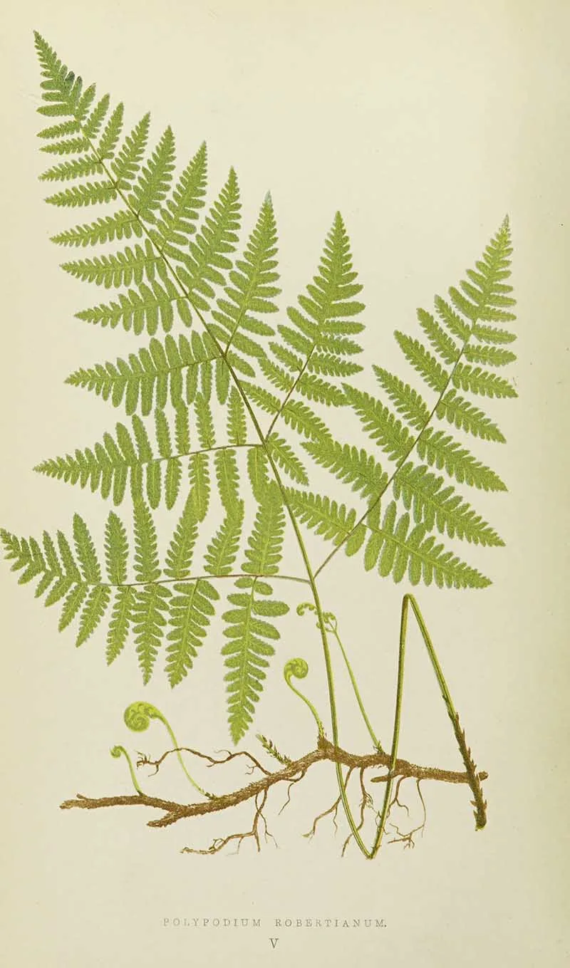 Limestone polypody fern Lowe