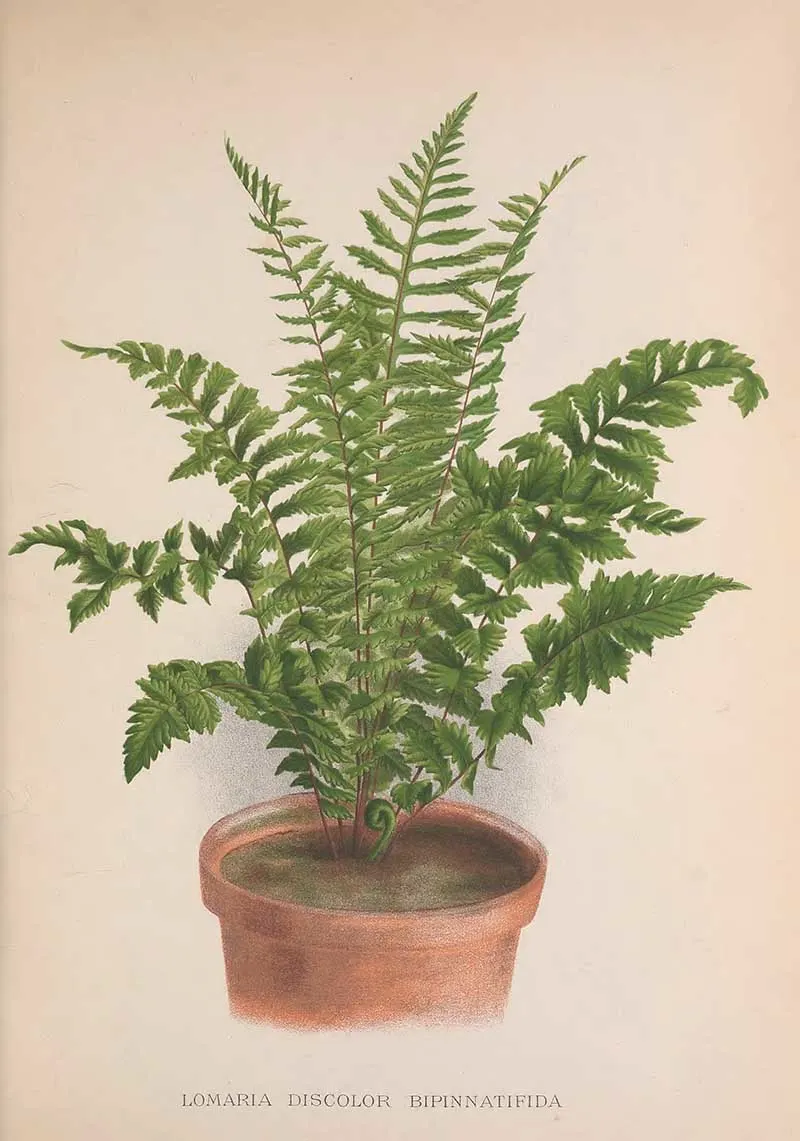 potted crown fern