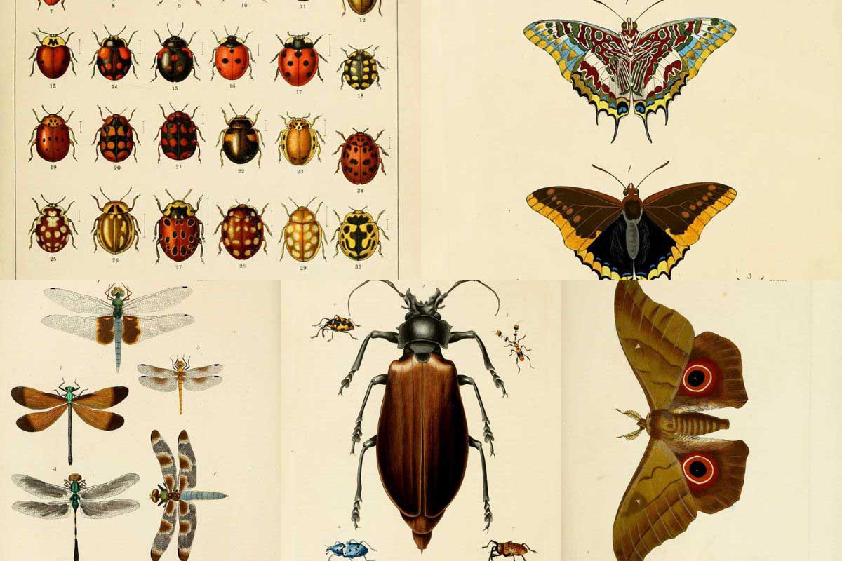 vintage entomology prints feature