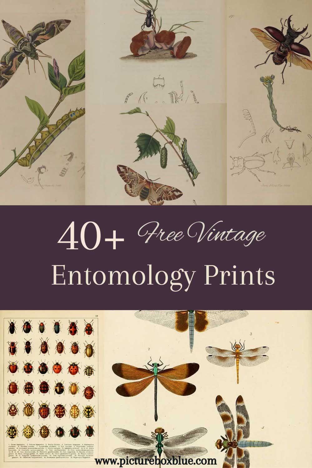vintage entomology prints and illustrations pin