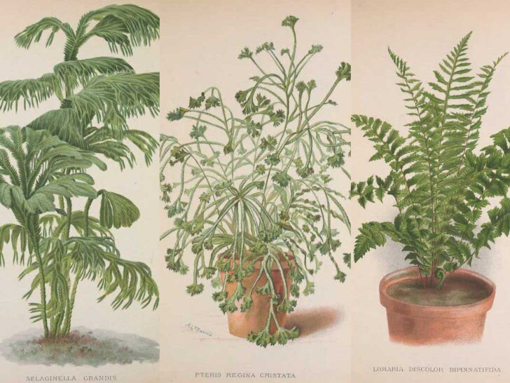 free vintage antique fern prints feature image