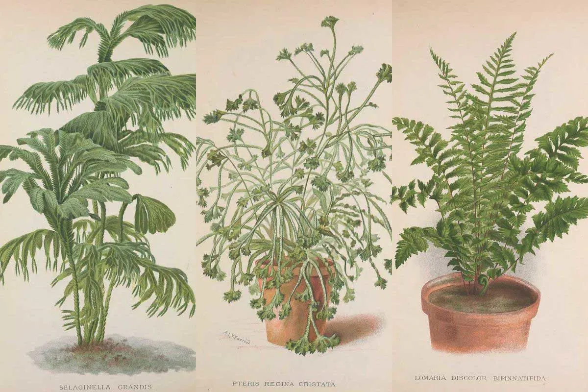 free vintage antique fern prints feature image