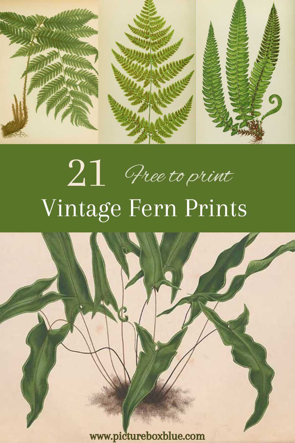 Vintage fern prints in the Public Domain Pin