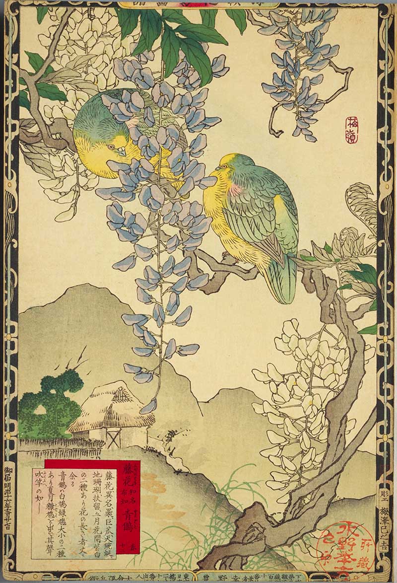 Japanese Wisteria and White Bellied Green Pigeons Kono Bairei