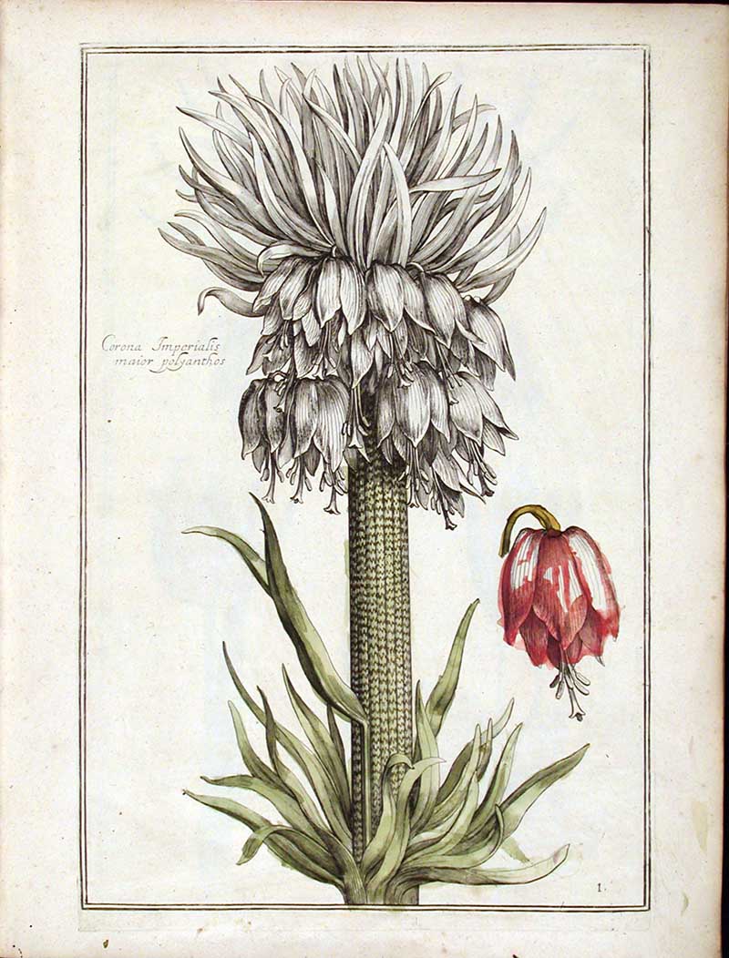 Renaissance flowers the Crown Imperial from the theatrum florae