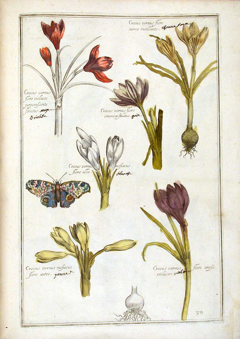 Theartrum Florae Crocus flowers and butterfly