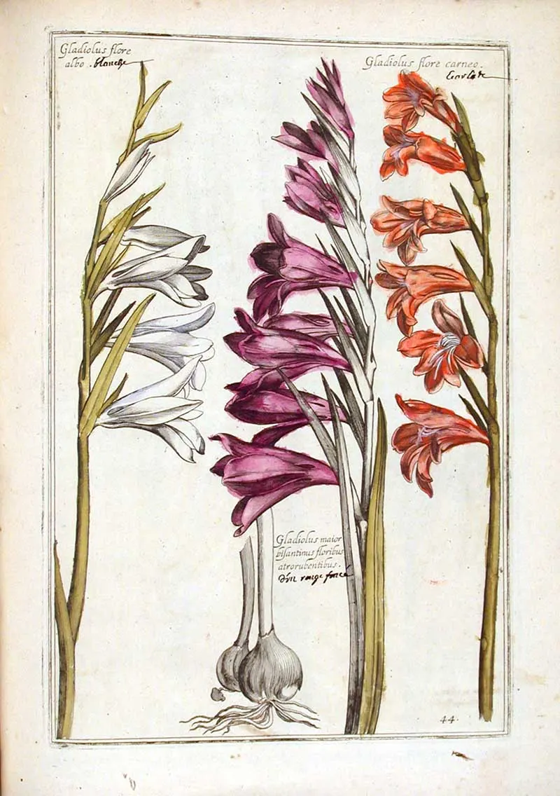 Renaissance flowers Gladioli