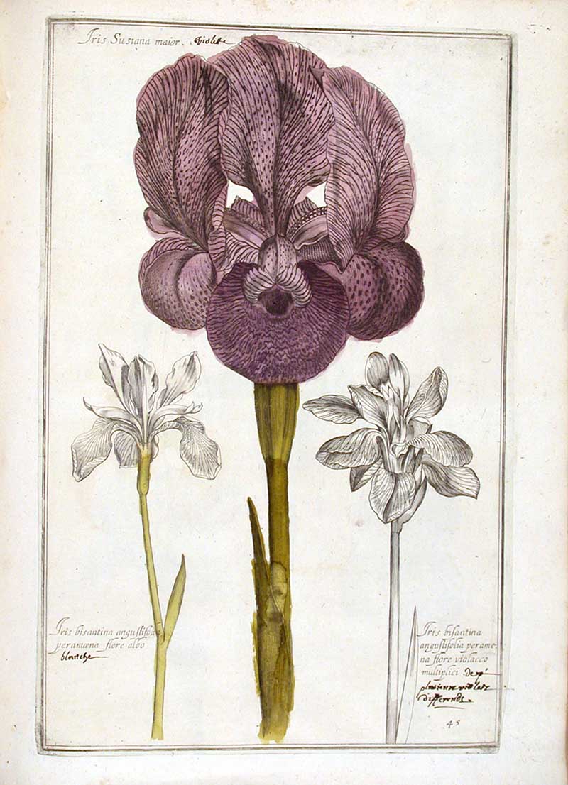 Morning Iris Renaissance Flower painting