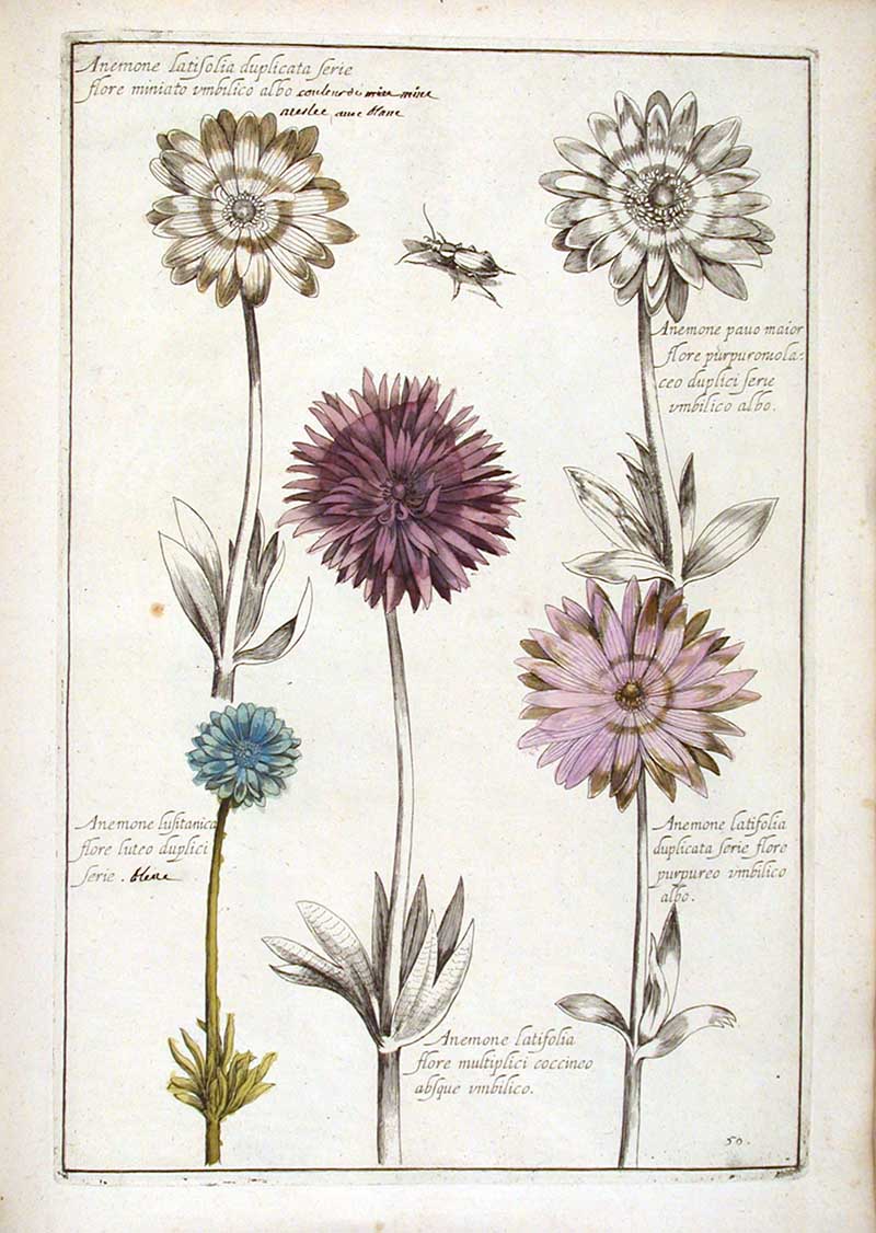 Anemones Theatrum Florae