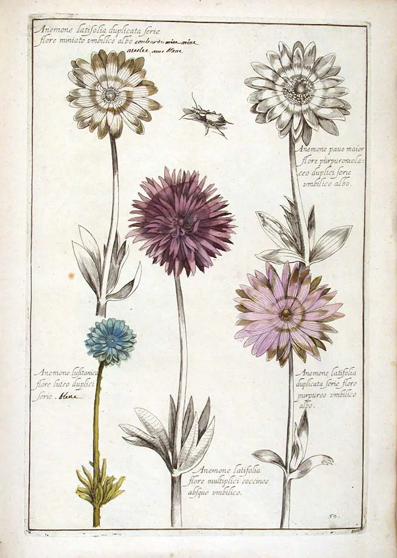 Anemones Theatrum Florae