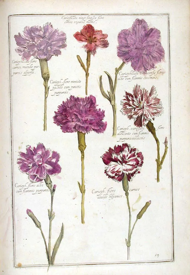 renaissance flower prints carnations