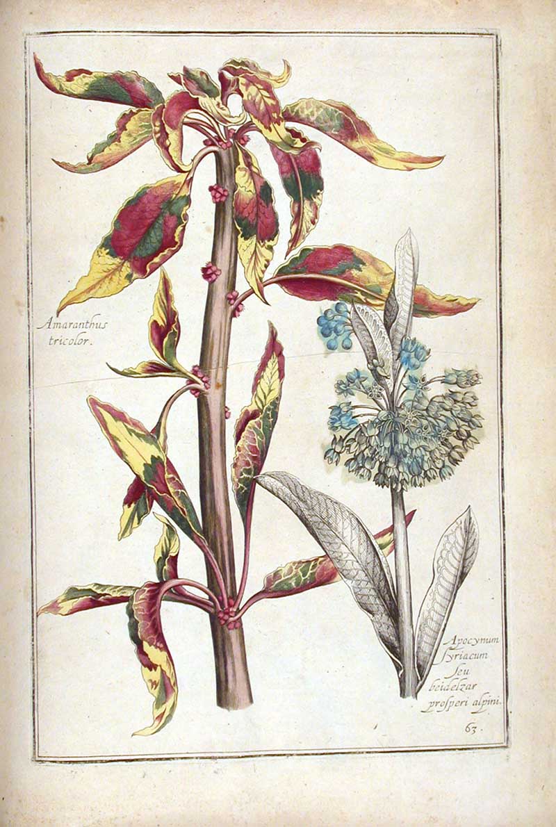 Amaranthus Theatrum Florae
