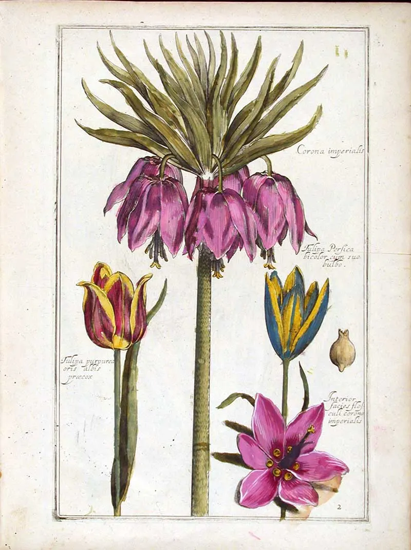Renaissance flowers Pink Crown Imperial from the theatrum florae