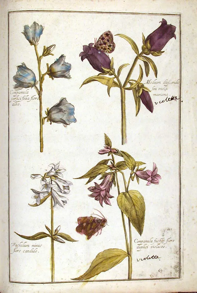 Campanula Theatrum Florae