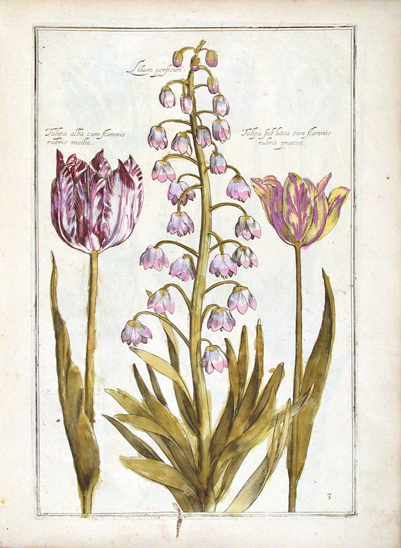 Theatrum Florae Daniel Rabel Lilium and Tulips