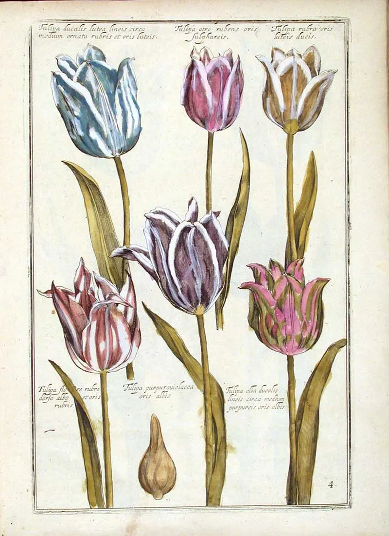 Renaissance tulip paintings Daniel Rebel
