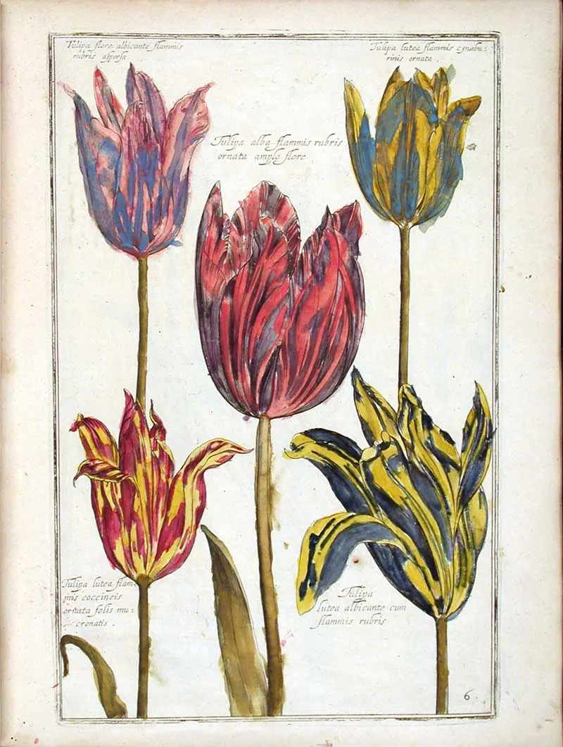 More Tulips from Theatrum Florae