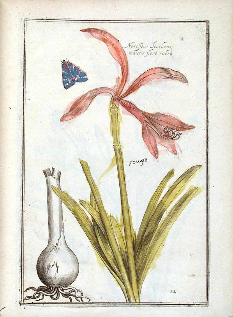Narcissus Jacobeus Theatrum Florae