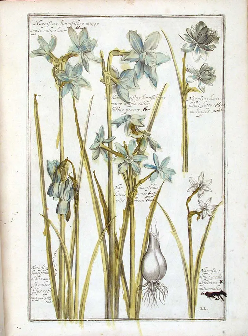Renaissance Flowers Narcissus Juncifolius