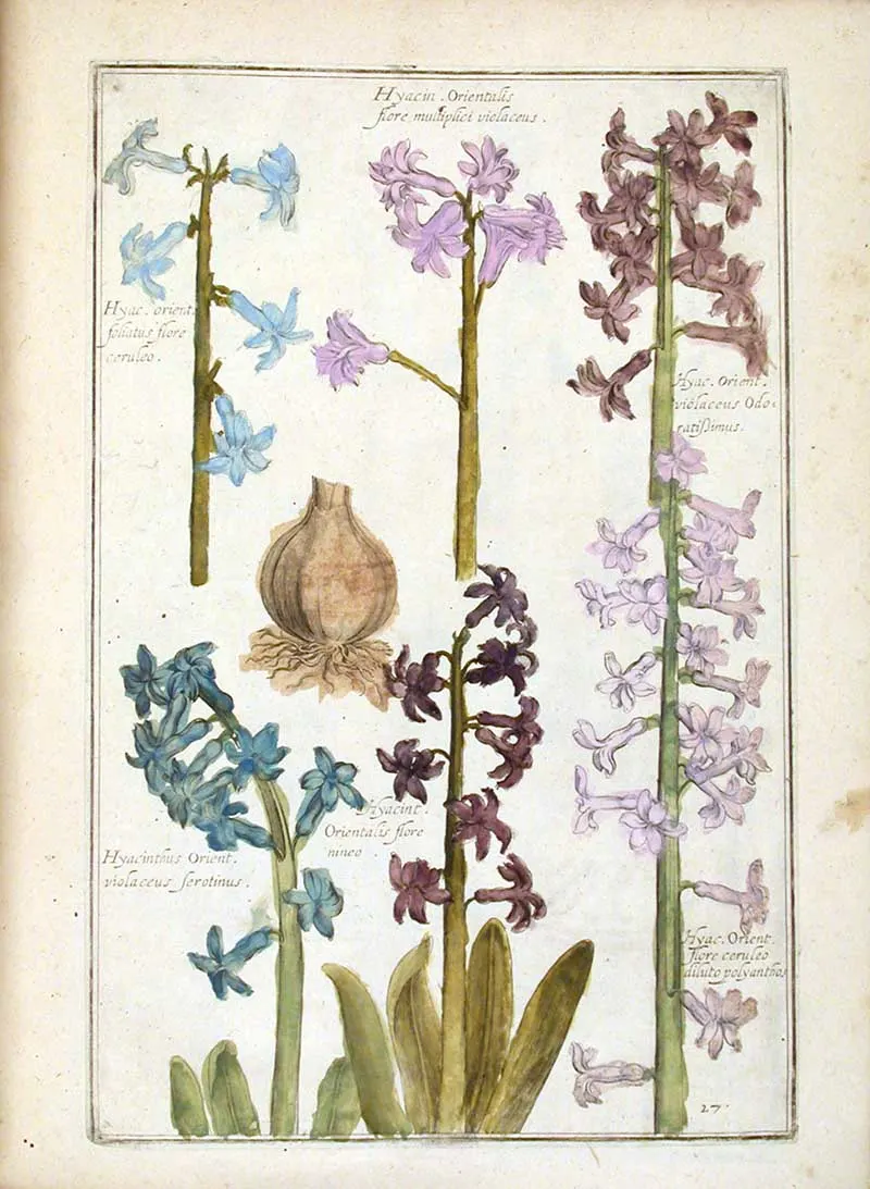 Hyacinth Orientalis Theatrum Florae