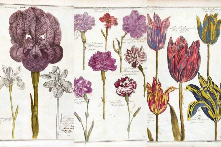 Renaissance flowers Daniel Rabel