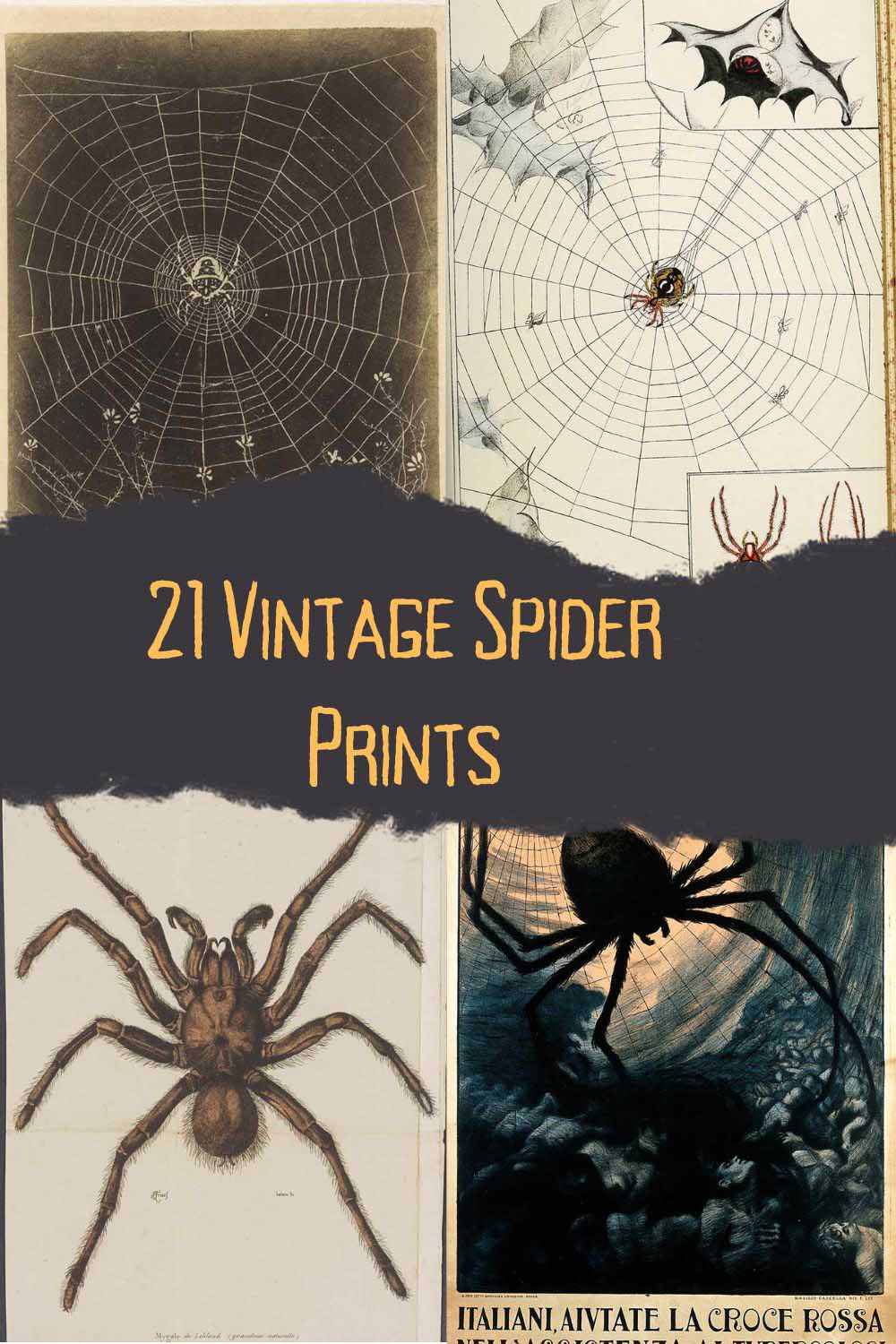 21 vintage spider prints pin