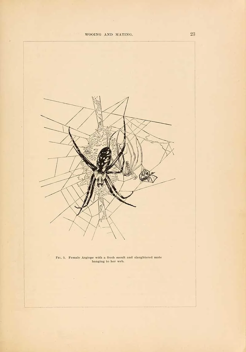 American spider wooing female